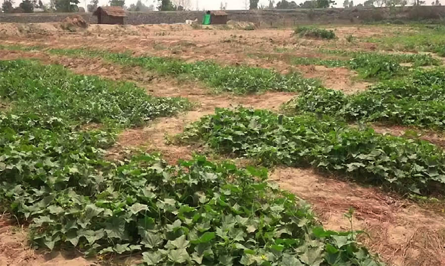पालिकाको अनुदान